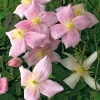 Ziergehölze * Martin Müller Baumschulen Anemonenwaldrebe 'Mayleen'