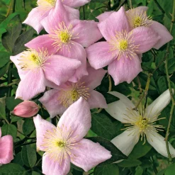 Ziergehölze * Martin Müller Baumschulen Anemonenwaldrebe 'Mayleen'