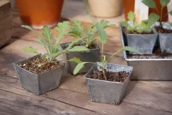Pflanzenvermehrung * W.E.T. BY POT OLÉ ApS Anzuchtplatte mit Einzeltöpfen
