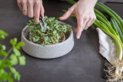 Gemüsesamen|Gemüsepflanzen * Denk Keramische Werkstätten Anzuchtschale für Microgreens