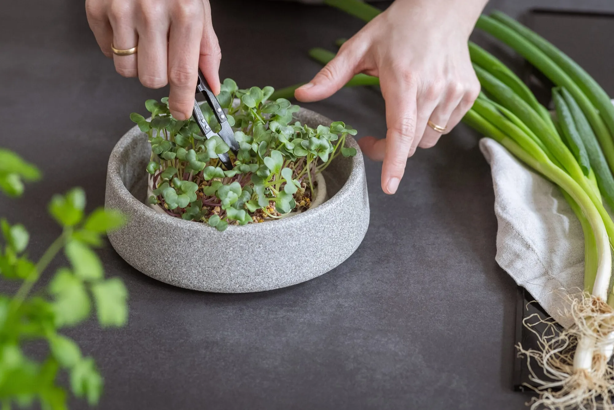 Gemüsesamen|Gemüsepflanzen * Denk Keramische Werkstätten Anzuchtschale für Microgreens