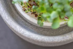 Gemüsesamen|Gemüsepflanzen * Denk Keramische Werkstätten Anzuchtschale für Microgreens