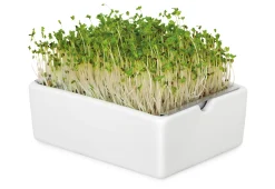 Gemüsesamen|Gemüsepflanzen * Heimgart Anzuchtset Microgreens