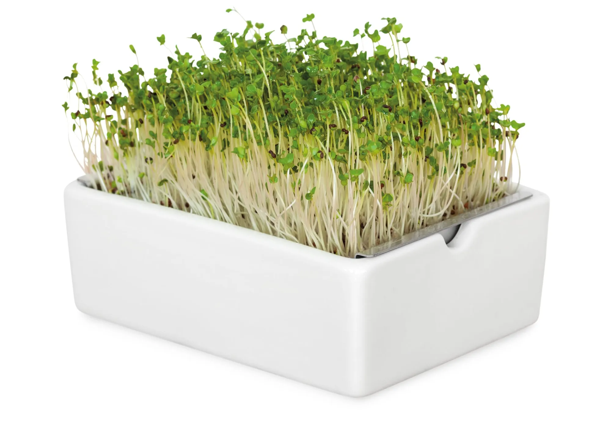 Gemüsesamen|Gemüsepflanzen * Heimgart Anzuchtset Microgreens
