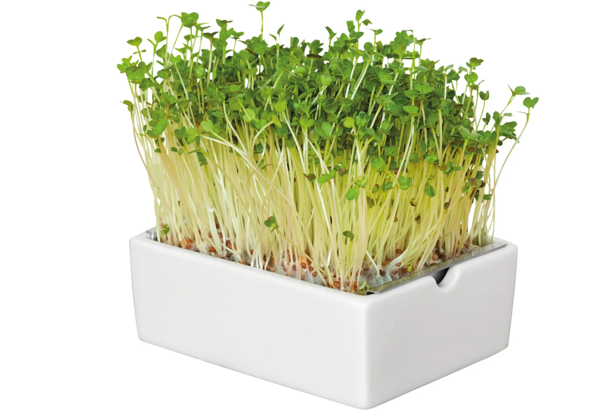 Gemüsesamen|Gemüsepflanzen * Heimgart Anzuchtset Microgreens