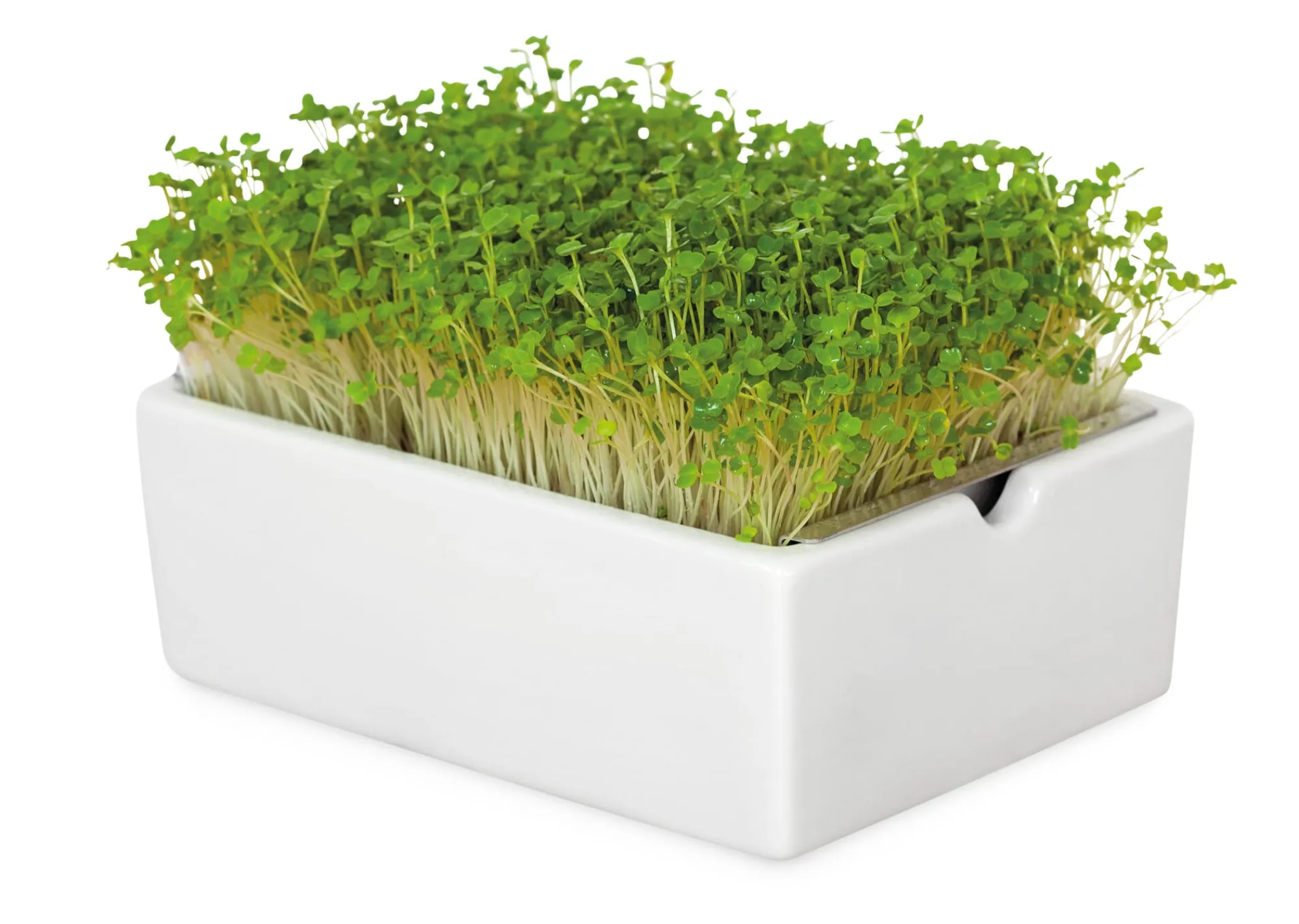 Gemüsesamen|Gemüsepflanzen * Heimgart Anzuchtset Microgreens
