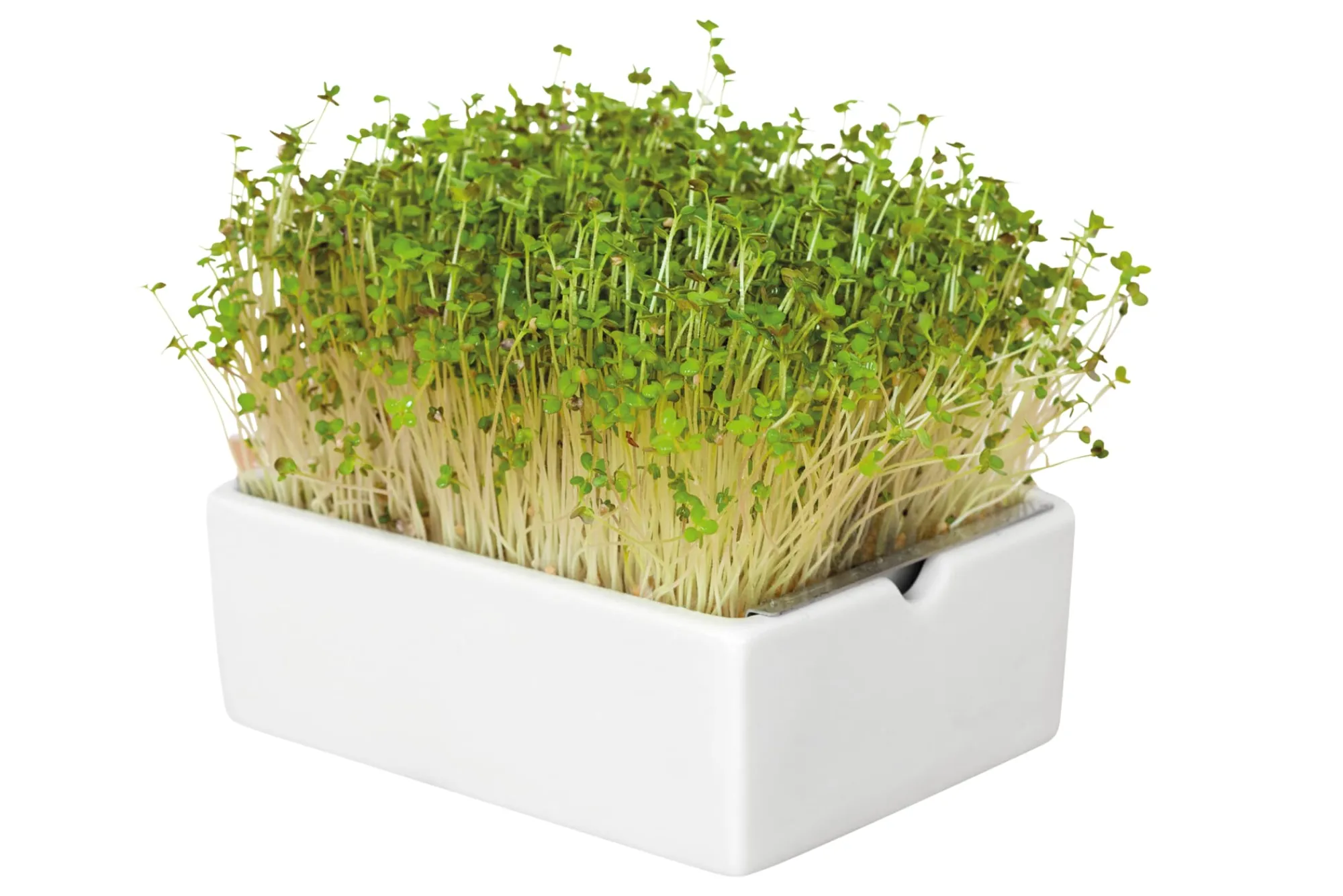 Gemüsesamen|Gemüsepflanzen * Heimgart Anzuchtset Microgreens