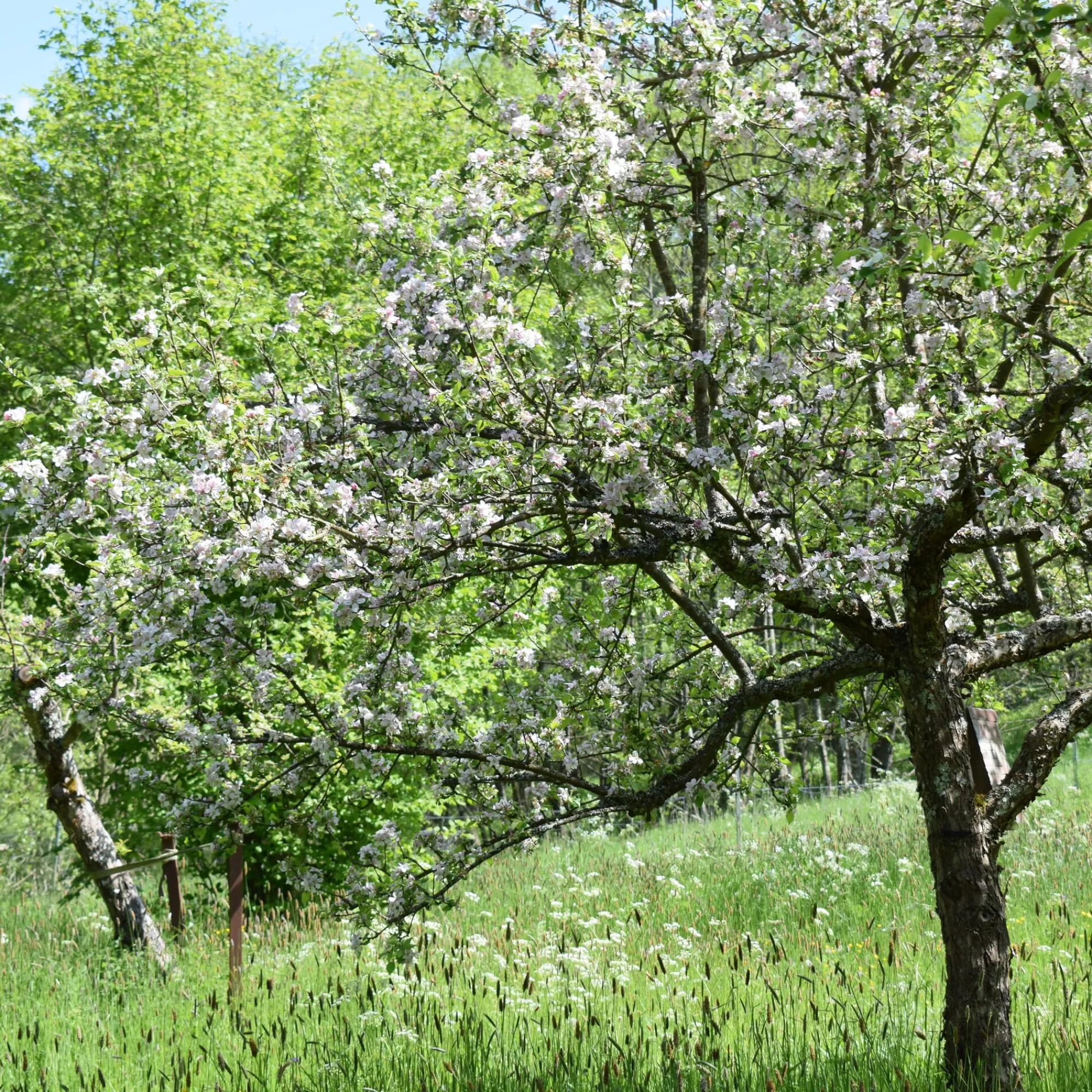 Obstgehölze * Manufactum Apfel für Allergiker