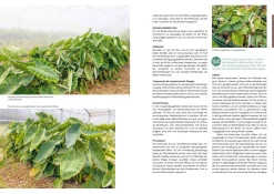Garten & Natur|Kochen & Backen * AT Verlag Ausgegraben - Süßkartoffel, Yacon & Co.
