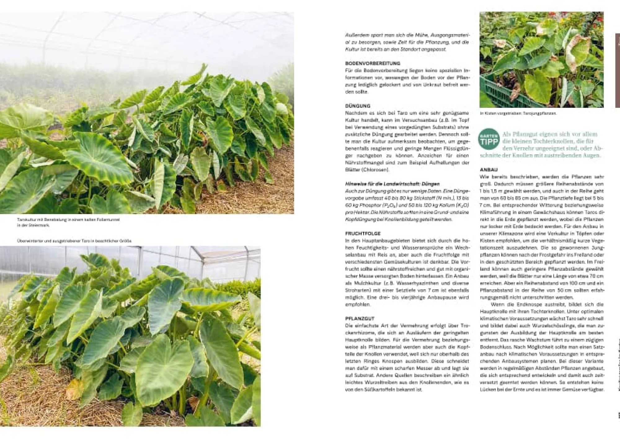 Garten & Natur|Kochen & Backen * AT Verlag Ausgegraben - Süßkartoffel, Yacon & Co.