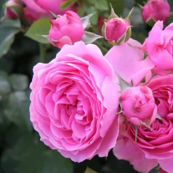 Rosen * Rosenhof Schultheis Balkonrose 'Leonardo da Vinci' ®