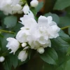 Ziergehölze * Martin Müller Baumschulen Bauernjasmin 'Schneesturm'