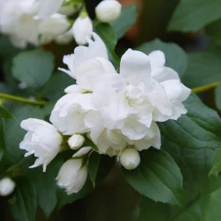 Ziergehölze * Martin Müller Baumschulen Bauernjasmin 'Schneesturm'
