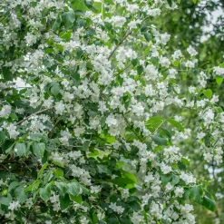 Ziergehölze * Martin Müller Baumschulen Bauernjasmin 'Schneesturm'