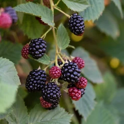 Obstgehölze * Martin Müller Baumschulen Beerenstrauch Brombeere 'Chester Thornless'
