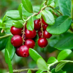 Obstgehölze * Martin Müller Baumschulen Beerenstrauch Cranberry ’Howes‘