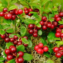 Obstgehölze * Martin Müller Baumschulen Beerenstrauch Cranberry ’Howes‘