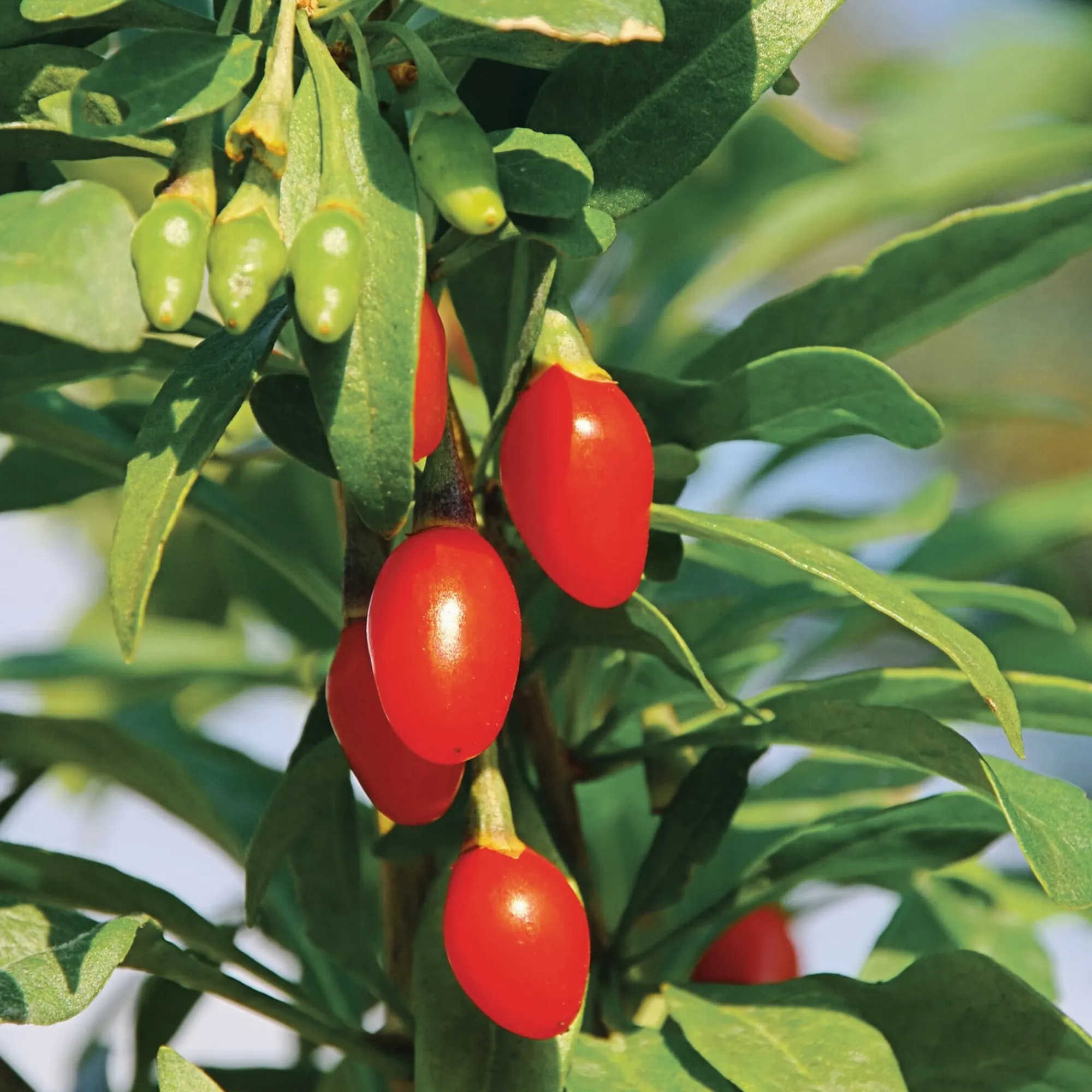 Obstgehölze * Martin Müller Baumschulen Beerenstrauch Gojibeere 'Sweet Lifeberry®'