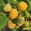 Obstgehölze * Martin Müller Baumschulen Beerenstrauch Himbeere 'Gelbe Antwerpener'