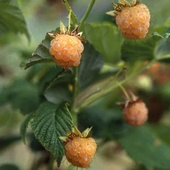 Obstgehölze * Martin Müller Baumschulen Beerenstrauch Himbeere 'Gelbe Antwerpener'