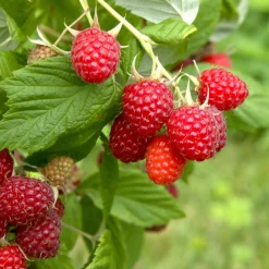 Obstgehölze * Manufactum Beerenstrauch Himbeere 'Korbfüller'
