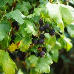Obstgehölze * Martin Müller Baumschulen Beerenstrauch Jostabeere