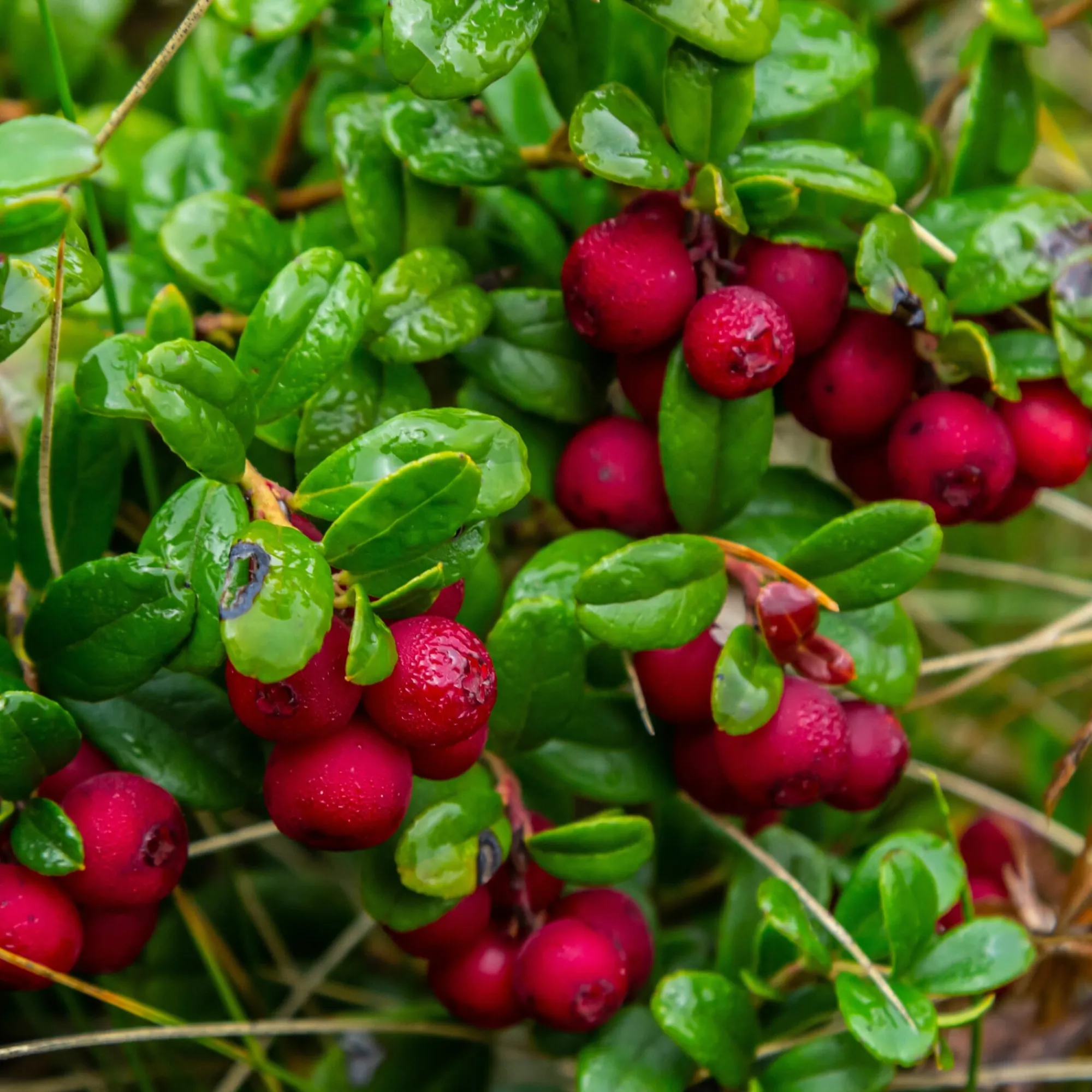 Obstgehölze * Martin Müller Baumschulen Beerenstrauch Preiselbeere ’Red Pearl‘