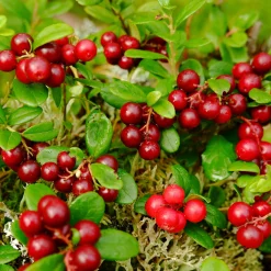 Obstgehölze * Martin Müller Baumschulen Beerenstrauch Preiselbeere ’Red Pearl‘