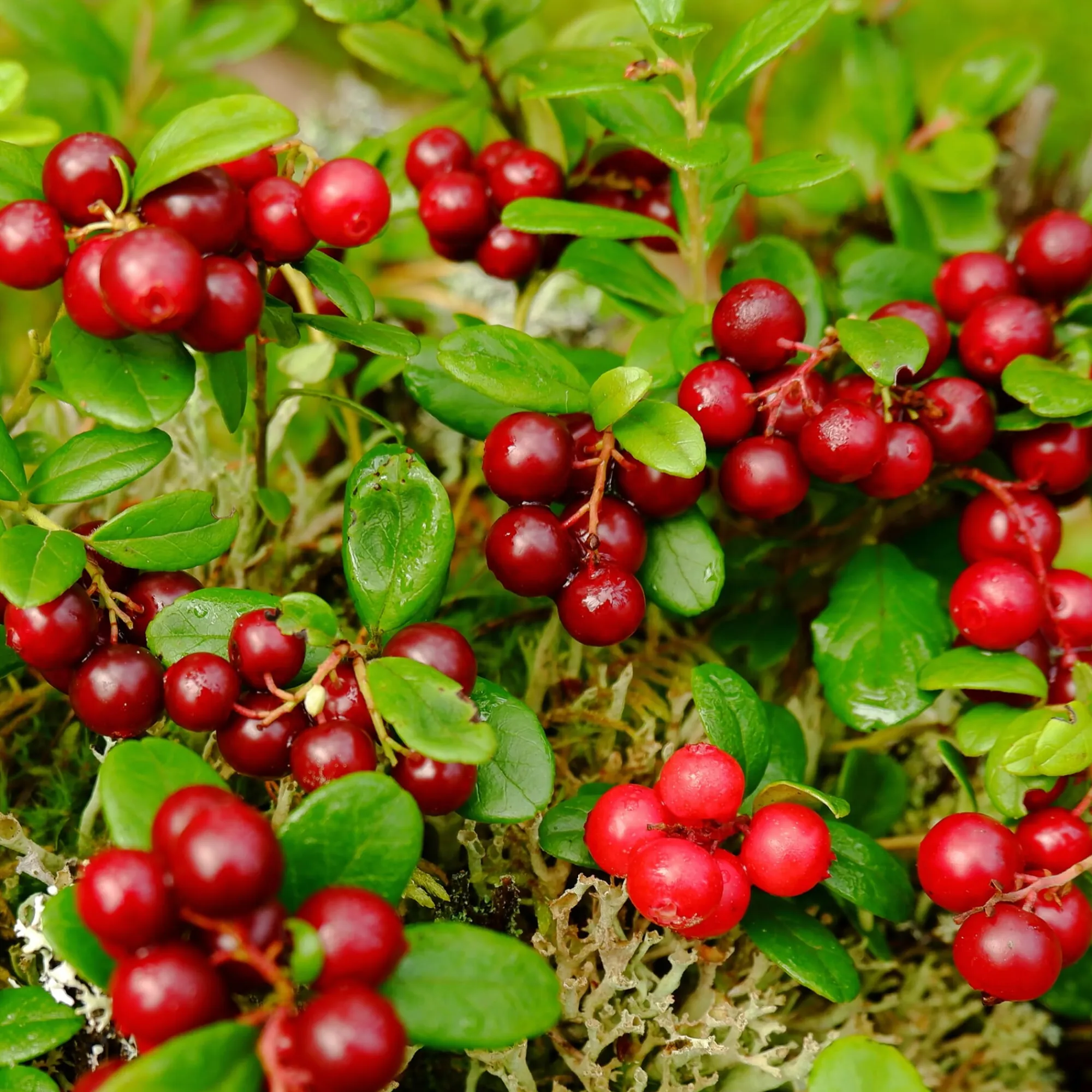 Obstgehölze * Martin Müller Baumschulen Beerenstrauch Preiselbeere ’Red Pearl‘