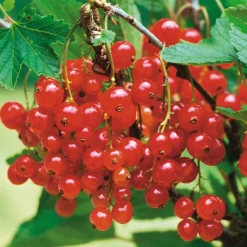 Obstgehölze * Martin Müller Baumschulen Beerenstrauch Rote Johannisbeere 'Roter See'