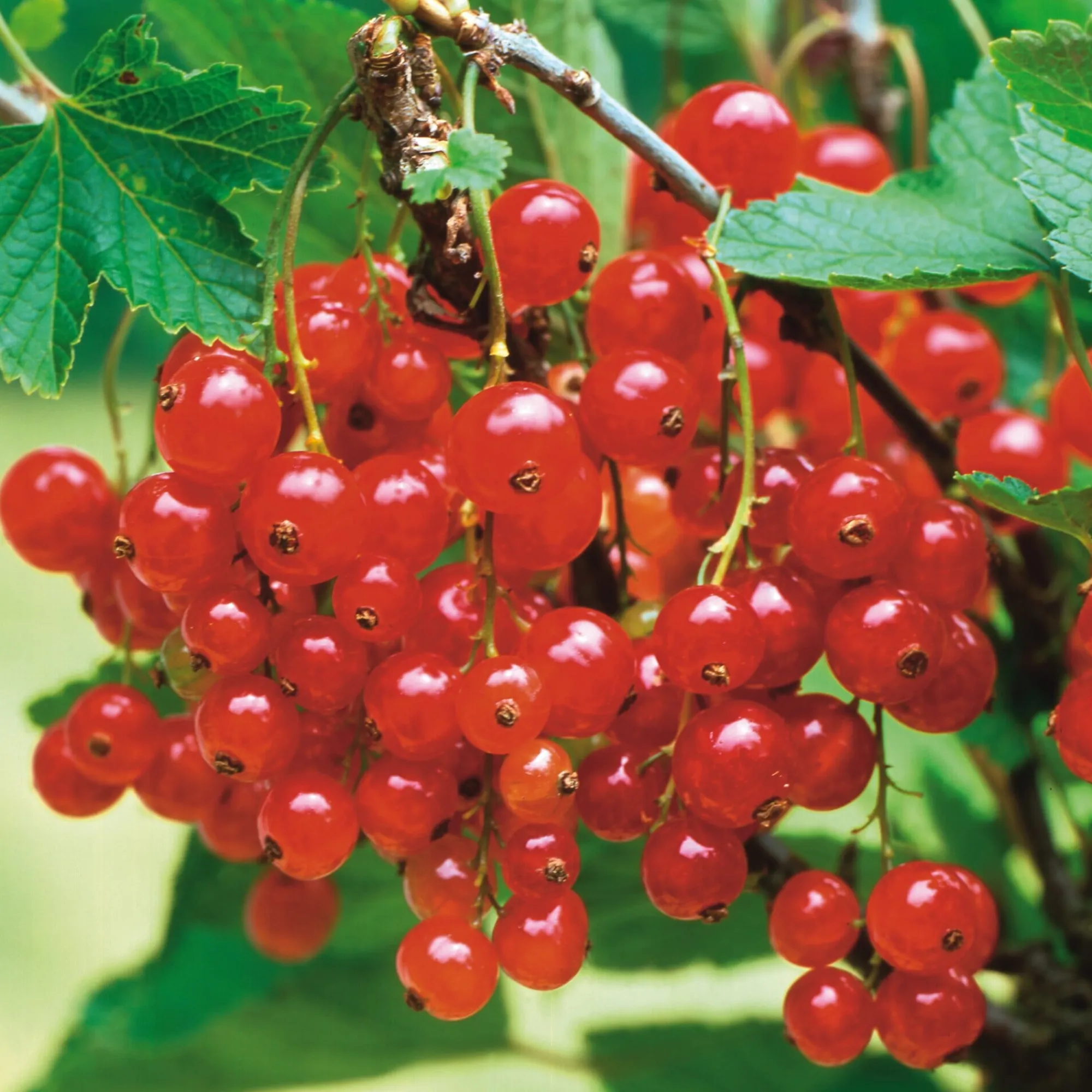 Obstgehölze * Martin Müller Baumschulen Beerenstrauch Rote Johannisbeere 'Roter See'