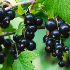 Obstgehölze * Martin Müller Baumschulen Beerenstrauch Schwarze Johannisbeere 'Noir de Bourgogne'