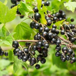 Obstgehölze * Martin Müller Baumschulen Beerenstrauch Schwarze Johannisbeere 'Hedda'