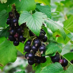 Obstgehölze * Martin Müller Baumschulen Beerenstrauch Schwarze Johannisbeere 'Hedda'