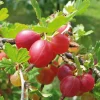 Obstgehölze * Martin Müller Baumschulen Beerenstrauch Stachelbeere 'Captivator'