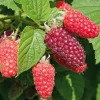 Obstgehölze * Martin Müller Baumschulen Beerenstrauch Taybeere 'Buckingham'