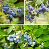 Obstgehölze * Martin Müller Baumschulen Beerensträucher Heidelbeere lange Erntezeit