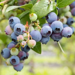 Obstgehölze * Martin Müller Baumschulen Beerensträucher Heidelbeere lange Erntezeit