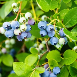 Obstgehölze * Martin Müller Baumschulen Beerensträucher Heidelbeere lange Erntezeit