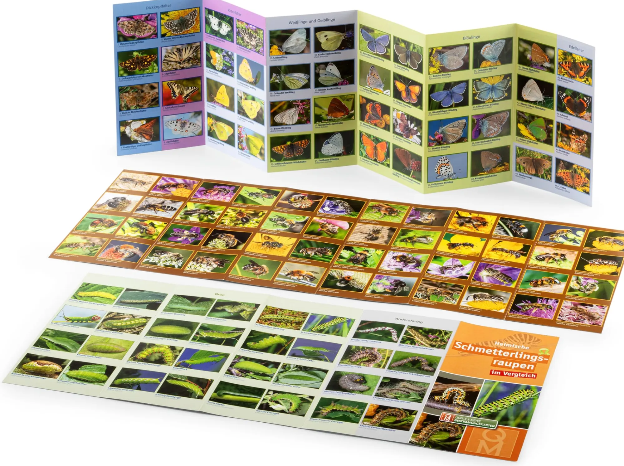 Garten & Natur|Kinderbücher * Quelle & Meyer Verlag Bestimmungskarten Insekten (3 Stück)