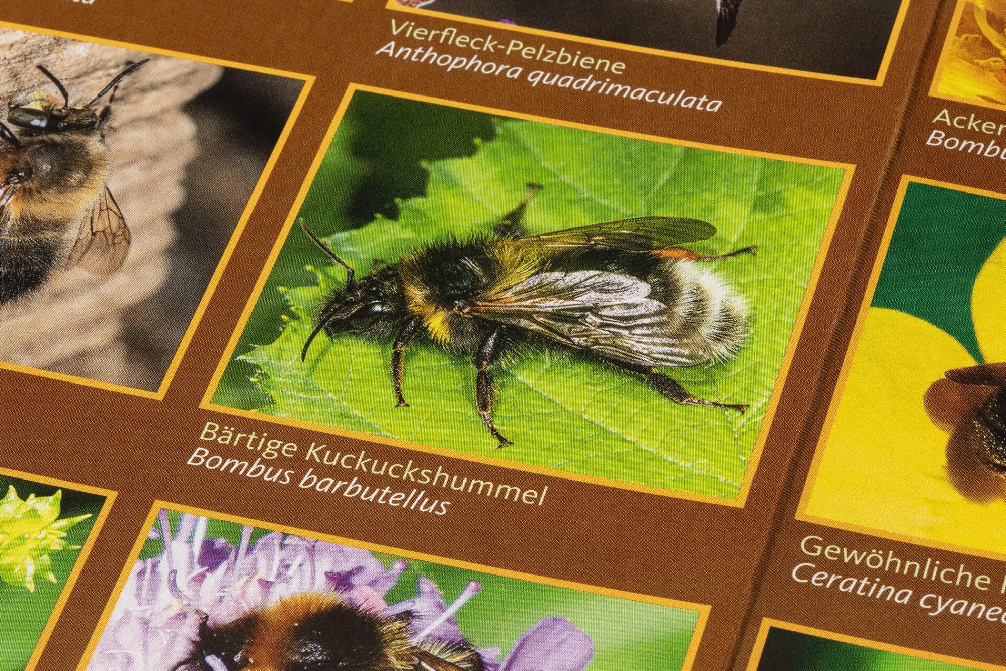 Garten & Natur|Kinderbücher * Quelle & Meyer Verlag Bestimmungskarten Insekten (3 Stück)