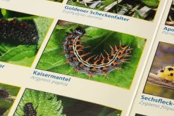 Garten & Natur|Kinderbücher * Quelle & Meyer Verlag Bestimmungskarten Insekten (3 Stück)