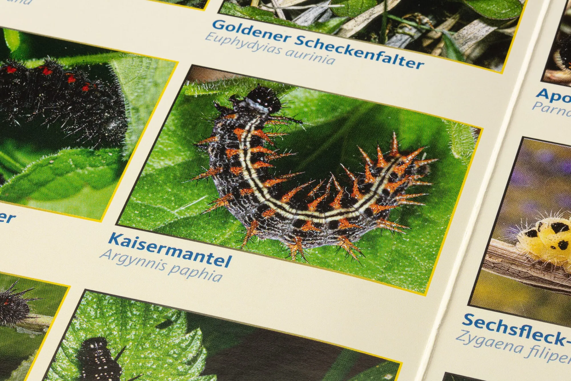 Garten & Natur|Kinderbücher * Quelle & Meyer Verlag Bestimmungskarten Insekten (3 Stück)