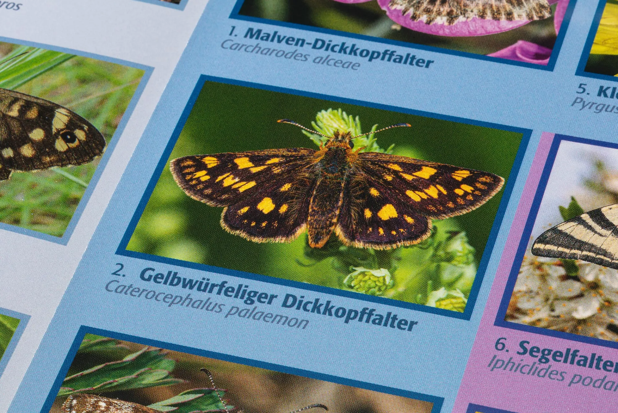 Garten & Natur|Kinderbücher * Quelle & Meyer Verlag Bestimmungskarten Insekten (3 Stück)
