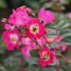 Rosen * Rosenhof Schultheis Bienenrose 'Bee Lovely'