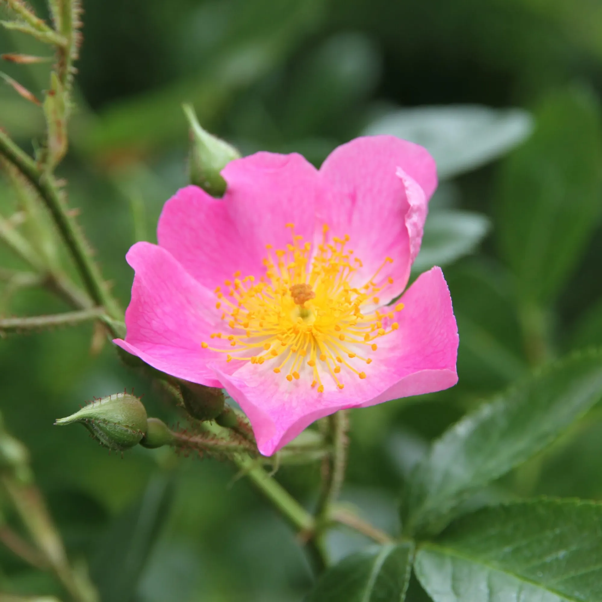 Rosen * Rosenhof Schultheis Bienenrose Japanische Wildrose