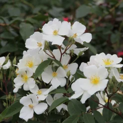 Rosen * Rosenhof Schultheis Bienenrose 'Musquée sans Soucis'®