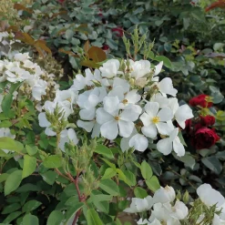 Rosen * Rosenhof Schultheis Bienenrose 'Musquée sans Soucis'®