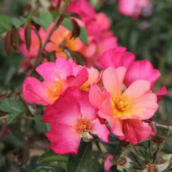Rosen * Rosenhof Schultheis Bienenrose ’Pretty Sunrise‘®