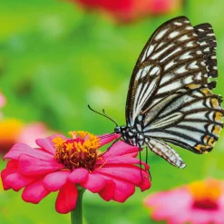 Blumensamen|Gärtnern * Hädecke Verlag Bio-Blumensamen Samenwürfel für Schmetterlinge